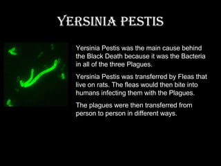 Yersinia Pestis Yersinia Pestis was the main cause behind the Black Death because it was the Bacteria in all of the three Plagues. Yersinia Pestis was transferred by Fleas that live on rats. The fleas would then bite into humans infecting them with the Plagues. The plagues were then transferred from person to person in different ways. 