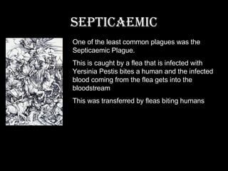 Septicaemic One of the least common plagues was the Septicaemic Plague. This is caught by a flea that is infected with Yersinia Pestis bites a human and the infected blood coming from the flea gets into the bloodstream This was transferred by fleas biting humans 