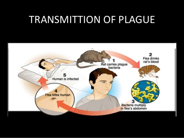 black death plague essay black death plague essay