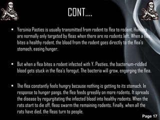 CONT….
• Yersinia Pasties is usually transmitted from rodent to flea to rodent. Humans
are normally only targeted by fleas when there are no rodents left. When a flea
bites a healthy rodent, the blood from the rodent goes directly to the flea's
stomach, easing hunger.
• But when a flea bites a rodent infected with Y. Pasties, the bacterium-riddled
blood gets stuck in the flea's foregut. The bacteria will grow, engorging the flea.
• The flea constantly feels hungry because nothing is getting to its stomach. In
response to hunger pangs, the flea feeds greedily on more rodents. It spreads
the disease by regurgitating the infected blood into healthy rodents. When the
rats start to die off, fleas swarm the remaining rodents. Finally, when all the
rats have died, the fleas turn to people.
Page 17

 