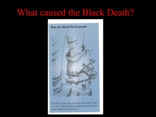 What caused the Black Death?
 