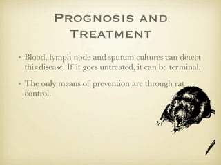 Prognosis and
            Treatment
• Blood, lymph node and sputum cultures can detect
  this disease. If it goes untreated, it can be terminal.
• The only means of prevention are through rat
  control.
 