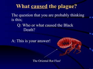 What  caused  the plague? The question that you are probably thinking is this; Q: Who or what caused the Black    Death? A: This is your answer! The Oriental Rat Flea! 