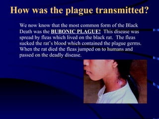 How was the plague transmitted? We now know that the most common form of the Black Death was the  BUBONIC PLAGUE!   This disease was spread by fleas which lived on the black rat.  The fleas sucked the rat’s blood which contained the plague germs.  When the rat died the fleas jumped on to humans and passed on the deadly disease. 