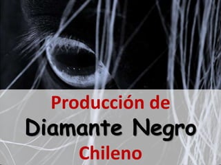 Producción de
Diamante Negro
Chileno
 