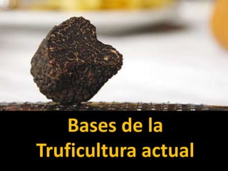 Bases de la
Truficultura actual
 