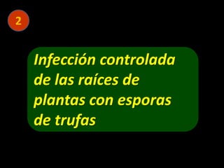 2
Infección controlada
de las raíces de
plantas con esporas
de trufas
 
