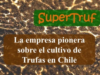 SuperTruf
La empresa pionera
sobre el cultivo de
Trufas en Chile
 