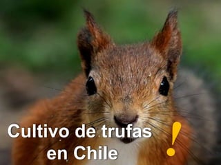 Cultivo de trufas
en Chile
 