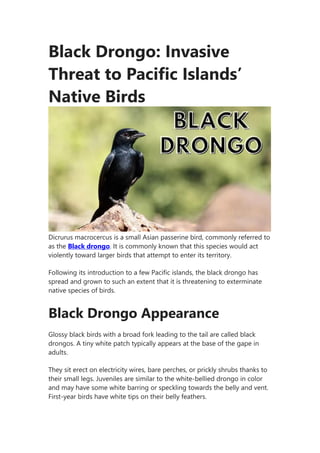 Black Drongo: Invasive
Threat to Pacific Islands’
Native Birds
Dicrurus macrocercus is a small Asian passerine bird, commonly referred to
as the Black drongo. It is commonly known that this species would act
violently toward larger birds that attempt to enter its territory.
Following its introduction to a few Pacific islands, the black drongo has
spread and grown to such an extent that it is threatening to exterminate
native species of birds.
Black Drongo Appearance
Glossy black birds with a broad fork leading to the tail are called black
drongos. A tiny white patch typically appears at the base of the gape in
adults.
They sit erect on electricity wires, bare perches, or prickly shrubs thanks to
their small legs. Juveniles are similar to the white-bellied drongo in color
and may have some white barring or speckling towards the belly and vent.
First-year birds have white tips on their belly feathers.
 