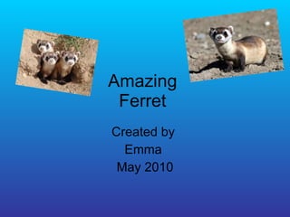 Amazing  Ferret  Created by  Emma  May 2010 