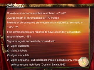 cytology
Somatic chromosome number in urdbean is 2n=22
Avarge length of chromosome is 1.70 micron
Mejority of chromosome are metasentric in nature I.e. arm-ratio is
1.00-1.75
Fem chromosomes are reported to have secondery constriction
(gupta &sharm,1991
Vigna mungo is successfully crossed with
(1)Vigna sublobata
(2)Vigna trilobata
(3)Vigna umbellata
(4)Vigna angularis. But reciprocal cross is possible only through
embryo rescue technique (Gosal & Bajaja,1983)
 