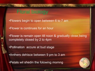 Floral biology
•Flowers begin to open between 6 to 7 am
•Flower is continues for an hour
•Flower is remain open till noon & gradually close,being
completely closed by 2 to 4pm
•Pollination accure at bud stage
•Anthers dehisce between 9 pm to 3 am
•Petals wil shedin the folowing mornng
 
