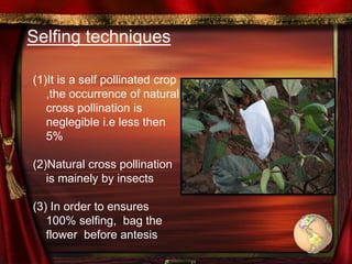 Selfing techniques
(1)It is a self pollinated crop
,the occurrence of natural
cross pollination is
neglegible i.e less then
5%
(2)Natural cross pollination
is mainely by insects
(3) In order to ensures
100% selfing, bag the
flower before antesis
 