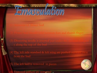 (1) Selection of flower bud
(2) Flower bud should held between fore and thumb finger
(3) Dissecting needle is inserted just under the standrd obliquel
y along the top of the bud
(4) The left side standard & left wing are pushed outward away
from the bud
(5) The left keel is removed in pieces
(6) Exposed anthers are removed
 