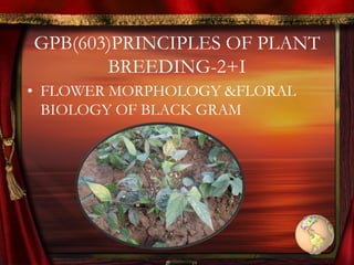 GPB(603)PRINCIPLES OF PLANT
BREEDING-2+I
• FLOWER MORPHOLOGY &FLORAL
BIOLOGY OF BLACK GRAM
 