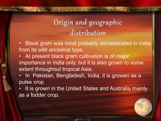 • Black gram was most probably domesticated in India
from its wild ancestral type.
• At present black gram cultivation is of major
importance in India only, but it is also grown to some
extent throughout tropical Asia.
• In Pakistan, Bengladesh, India, it is growen as a
pulse crop
• It is grown in the United States and Australia mainly
as a fodder crop.
 