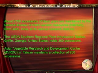 Genetic resources and breeding
About 2100 accessions of black gram are maintained by the
National Bureau of Plant Genetic Resources (NBPGR),
New Delhi, India, at its various research stations.
The USDA Southern Regional Plant Introduction Station,
Griffin, Georgia, United States, holds 300 accessions.
Asian Vegetable Research and Development Centre
(AVRDC) in Taiwan maintains a collection of 200
accessions.
 