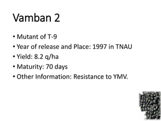 Vamban 2
• Mutant of T-9
• Year of release and Place: 1997 in TNAU
• Yield: 8.2 q/ha
• Maturity: 70 days
• Other Information: Resistance to YMV.
 