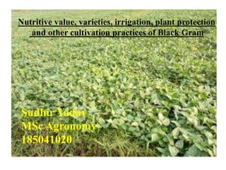 Sudhir Yadav
MSc Agronomy
185041020
Nutritive value, varieties, irrigation, plant protection
and other cultivation practices of Black Gram
 