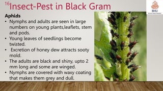 Black Gram.pptx
