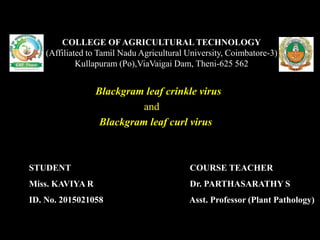 Blackgram leaf crinkle virus
and
Blackgram leaf curl virus
COLLEGE OF AGRICULTURAL TECHNOLOGY
(Affiliated to Tamil Nadu Agricultural University, Coimbatore-3)
Kullapuram (Po),ViaVaigai Dam, Theni-625 562
STUDENT
Miss. KAVIYA R
ID. No. 2015021058
COURSE TEACHER
Dr. PARTHASARATHY S
Asst. Professor (Plant Pathology)
 