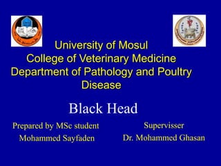 University of Mosul
College of Veterinary Medicine
Department of Pathology and Poultry
Disease
Black Head
Prepared by MSc student
Mohammed Sayfaden
Supervisser
Dr. Mohammed Ghasan
 