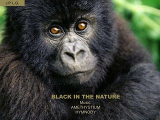 BLACK IN THE NATURE
Music:
AMETHYSTIUM
HYMNODY
J.P. L.G.
 