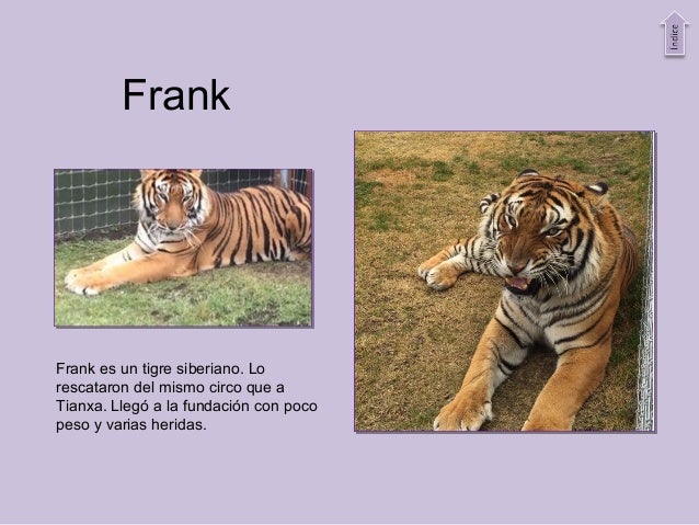 black jaguar white tiger