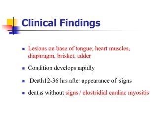 Clinical Findings
 Lesions on base of tongue, heart muscles,
diaphragm, brisket, udder
 Condition develops rapidly
 Death12-36 hrs after appearance of signs
 deaths without signs / clostridial cardiac myositis
 