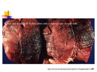 15http://w3.vet.cornell.edu/nst/nst.asp?Fun=Image&imgID=1404
Dark red to black of muscle often with a distinct odor of sour milk
 