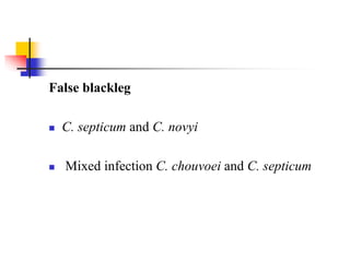 False blackleg
 C. septicum and C. novyi
 Mixed infection C. chouvoei and C. septicum
 