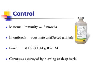 Control
 Maternal immunity --- 3 months
 In outbreak ---vaccinate unaffected animals
 Penicillin at 10000IU/kg BW IM
 Carcasses destroyed by burning or deep burial
 