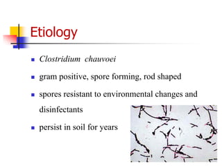 Etiology
 Clostridium chauvoei
 gram positive, spore forming, rod shaped
 spores resistant to environmental changes and
disinfectants
 persist in soil for years
 