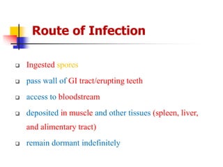 Route of Infection
 Ingested spores
 pass wall of GI tract/erupting teeth
 access to bloodstream
 deposited in muscle and other tissues (spleen, liver,
and alimentary tract)
 remain dormant indefinitely
 