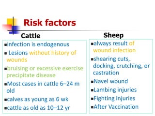 Risk factors
Cattle
infection is endogenous
 Lesions without history of
wounds
bruising or excessive exercise
precipitate disease
Most cases in cattle 6–24 m
old
calves as young as 6 wk
cattle as old as 10–12 yr
Sheep
always result of
wound infection
shearing cuts,
docking, crutching, or
castration
Navel wound
Lambing injuries
Fighting injuries
After Vaccination
 