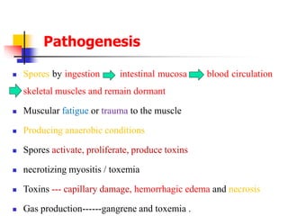 Pathogenesis
 Spores by ingestion intestinal mucosa blood circulation
skeletal muscles and remain dormant
 Muscular fatigue or trauma to the muscle
 Producing anaerobic conditions
 Spores activate, proliferate, produce toxins
 necrotizing myositis / toxemia
 Toxins --- capillary damage, hemorrhagic edema and necrosis
 Gas production------gangrene and toxemia .
 