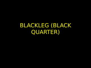 BLACKLEG (BLACK
QUARTER)
 