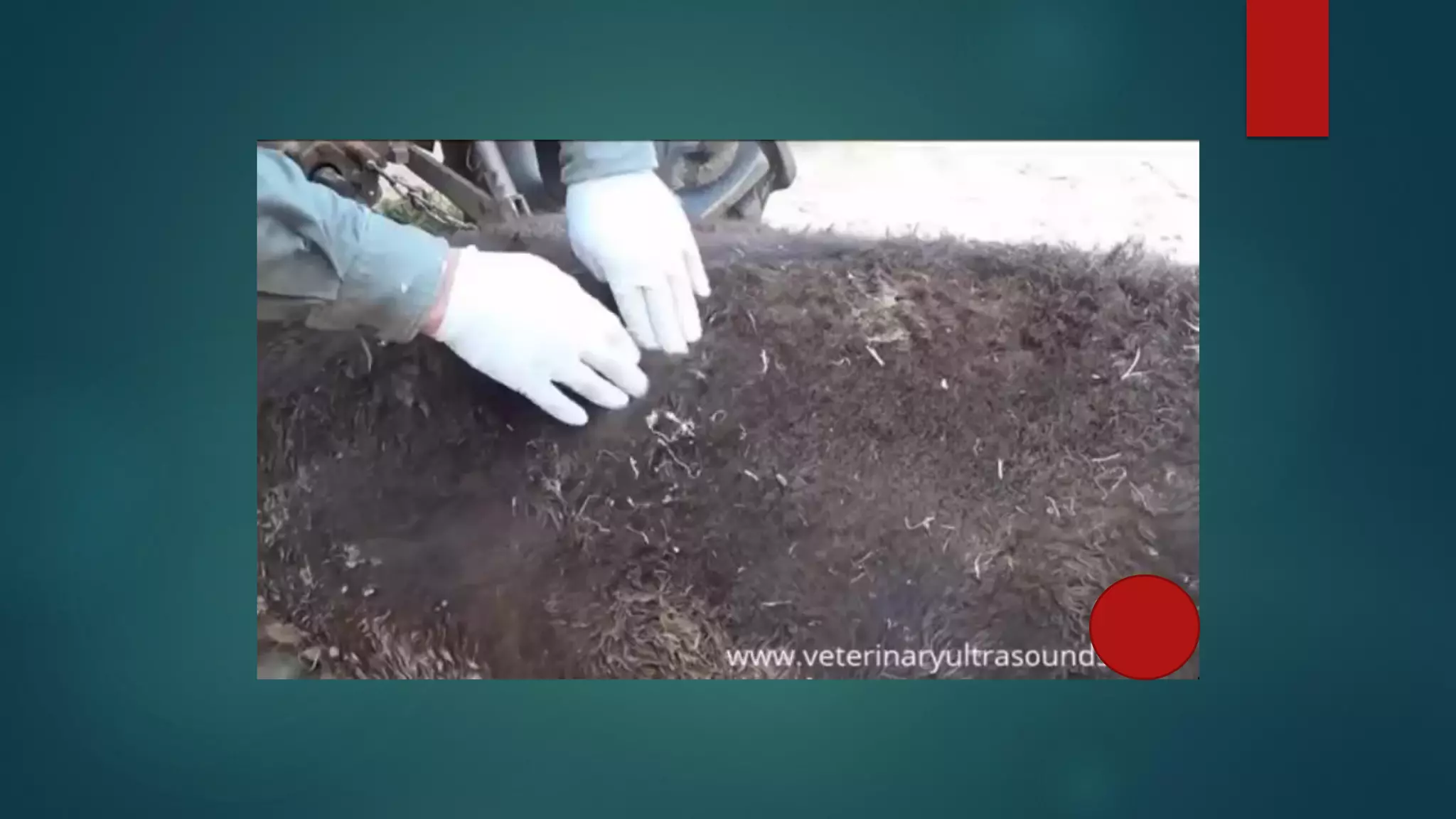 Black leg in ruminants. | PDF