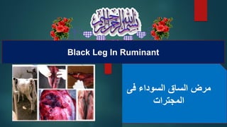‫فى‬ ‫السوداء‬ ‫الساق‬ ‫مرض‬
‫المجترات‬
Black Leg In Ruminant
 