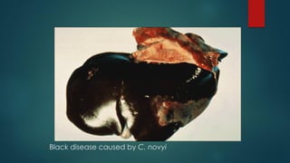 Black leg in ruminants. | PDF
