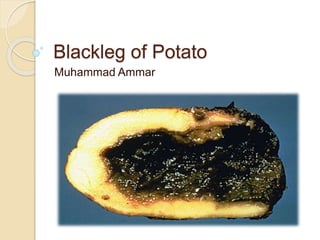 Blackleg of Potato
Muhammad Ammar
 