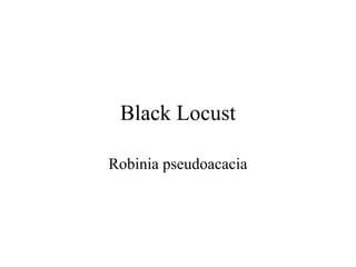 Black Locust 
Robinia pseudoacacia 
 