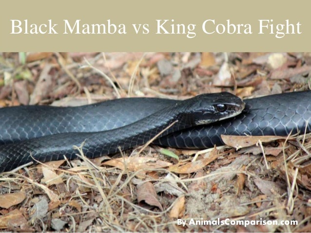 Black Mamba Vs King Cobra Fight Comparison