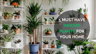5 MUST HAVE
INDOOR
PLANTS FOR
YOUR HOME
 