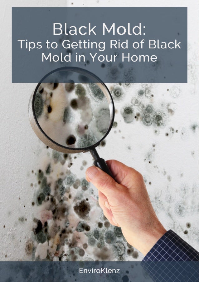 Black Mold Tips To Getting Rid of Black Mold in Your Home