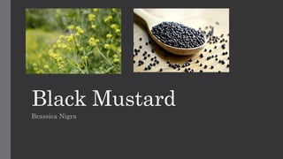 Black Mustard
Brassica Nigra
 