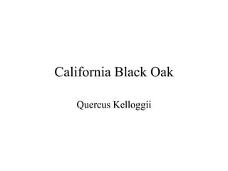 California Black Oak 
Quercus Kelloggii 
 