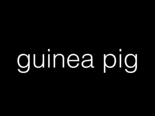 guinea pig
 