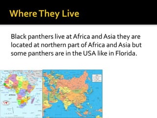 Black panthers live at Africa and Asia they are
located at northern part of Africa and Asia but
some panthers are in the USA like in Florida.
 